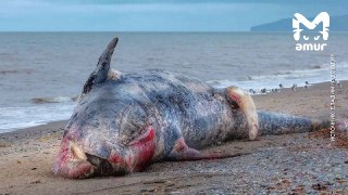 На берегу Камчатки обнаружен мертвый кит: причины смерти неизвестны
